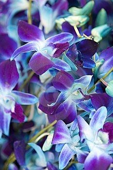 Will blue orchids go well with dark purple?