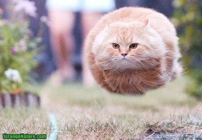 It's funny photo time!