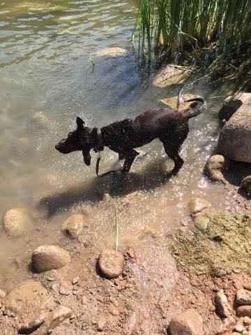 NWR: National Dog Day!