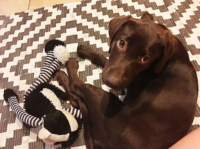 NWR: National Dog Day!