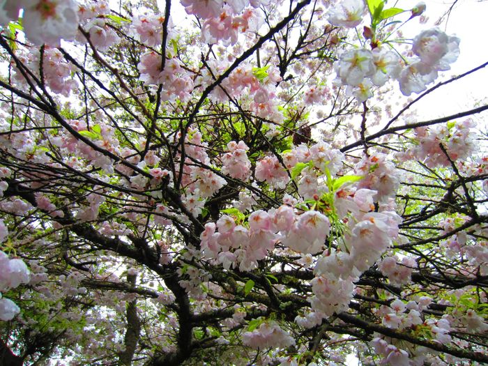 Cherry Trees