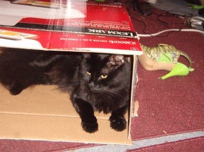 *NWR* Show me your pets/animals! *PICS*