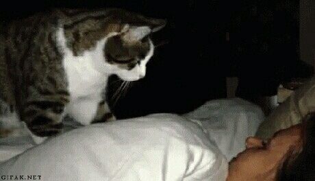 Furbaby pick me up