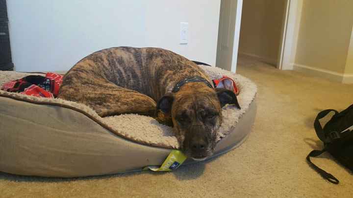 NWR: Puppy Friday!!