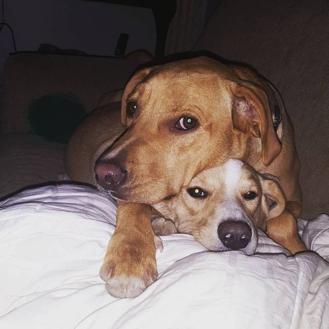 Spinoff: Show us your rescues!