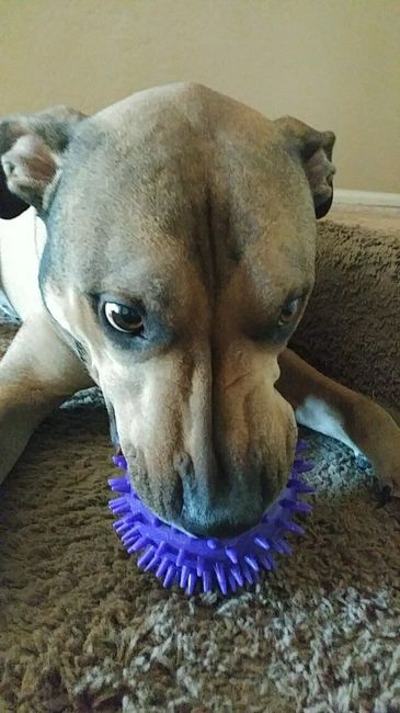 Furbaby pick me up