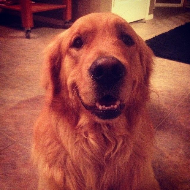 Show me your fur baby! (it has been awhile and I love seeing the pets!)
