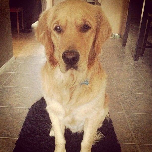 Show me your fur baby! (it has been awhile and I love seeing the pets!)