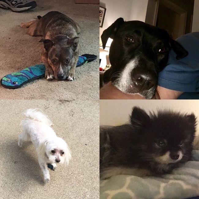 Let me see those fur babies!