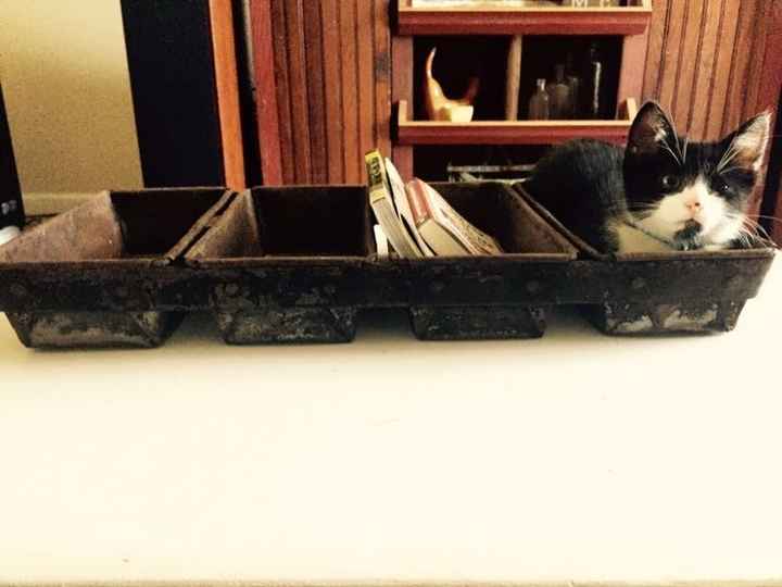 Not wedding but kitten talk!