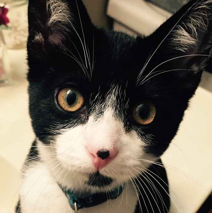 NWR: naughty naughty kittens