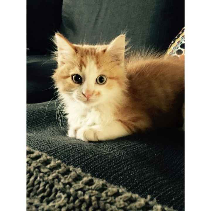 NWR: naughty naughty kittens