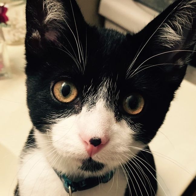 NWR: naughty naughty kittens