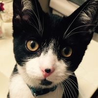 NWR: naughty naughty kittens