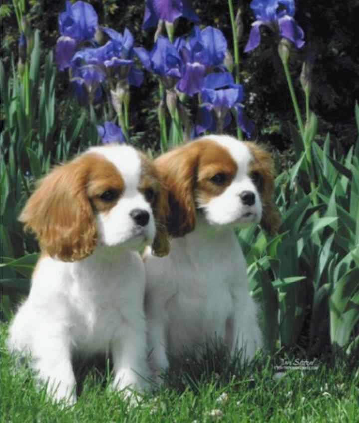 my 2 puppies