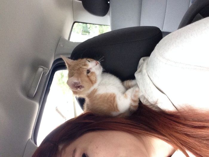 NWR: we just got a new kitten and..