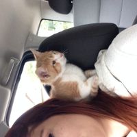 NWR: we just got a new kitten and..