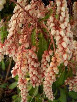 SWR - The Itchy Green Thumb