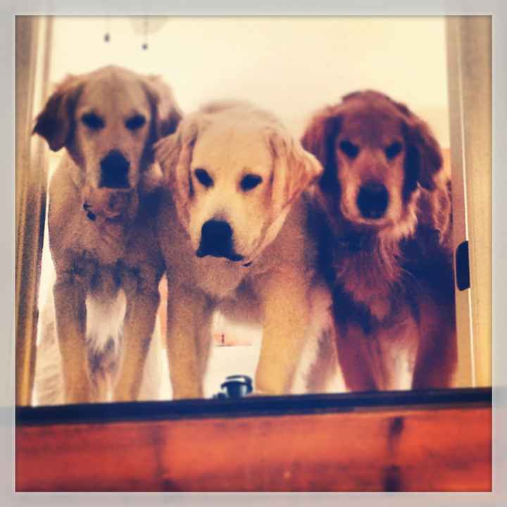 NWR: Lets See Your Fur Babies!