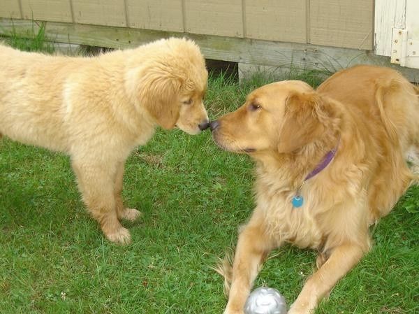 NWR: ALL THE CUTE THINGS!!