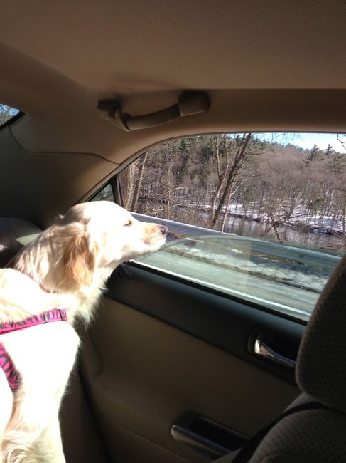 NWR:  Fur Babies