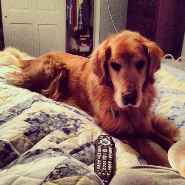 NWR:  Fur Babies