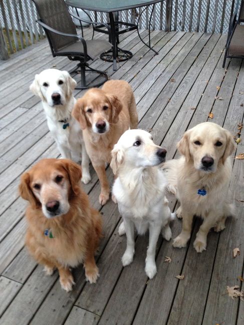 NWR:  Fur Babies