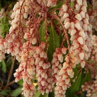 SWR - The Itchy Green Thumb