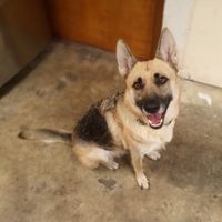 Show me your pup! - 1