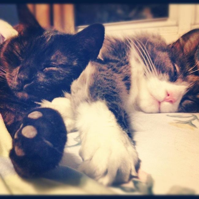 NWR: Cats!
