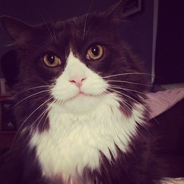 Since we are getting to know each other and everyone LOVES their fur babies!