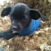 NWR: Lets see our pets!!