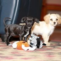 NWR: Lets see our pets!!