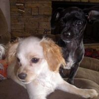 NWR: Lets see our pets!!