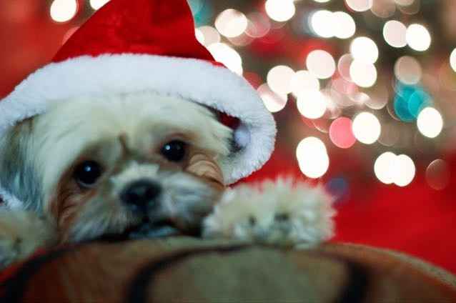 Paging all animal lovers