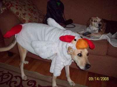 NWR:  Dressing your furbabies up for Halloween?