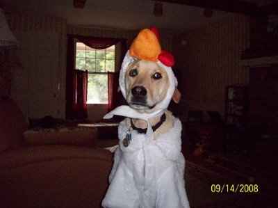 NWR:  Dressing your furbabies up for Halloween?