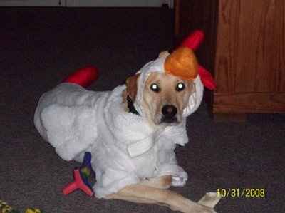 NWR:  Dressing your furbabies up for Halloween?