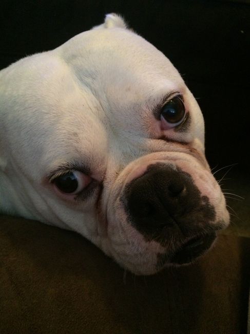 Fur baby friday!