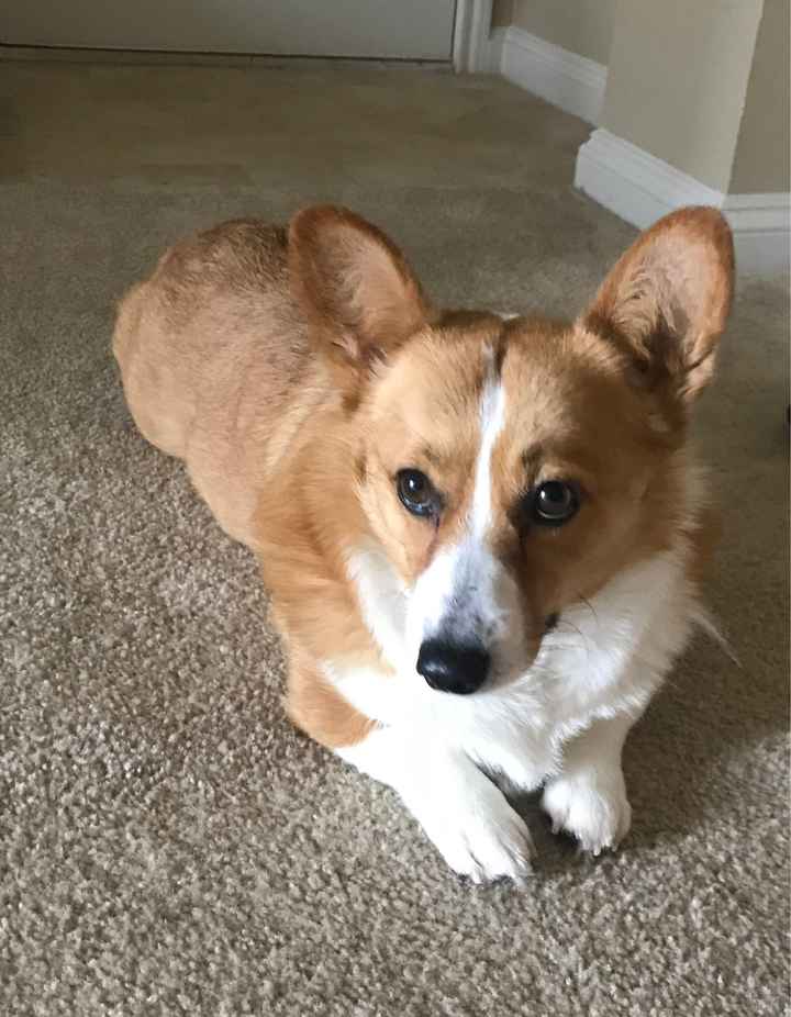 Show me your fur babies you and your SO have together! - 1