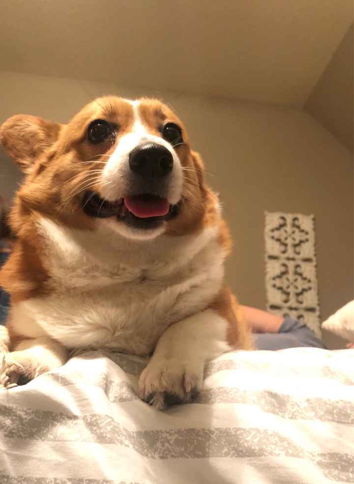 Show me your fur babies you and your SO have together! - 1