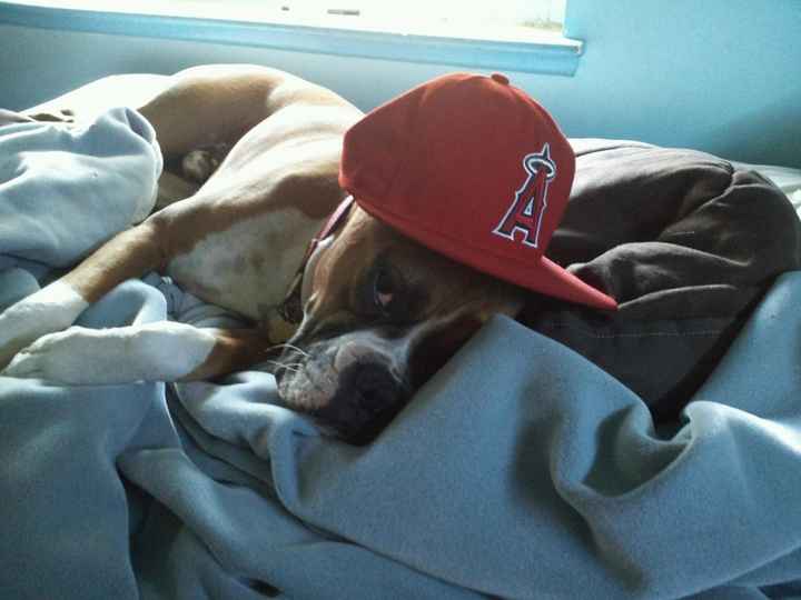 Keeping my mind of my wedding...Show me your dog:)!!**Pics