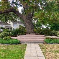 outside ceremony under 200+ year old Ponderosa pine