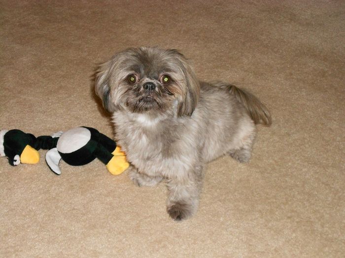 Keeping my mind of my wedding...Show me your dog:)!!**Pics