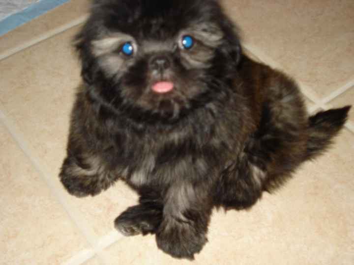 Furbabies then and now