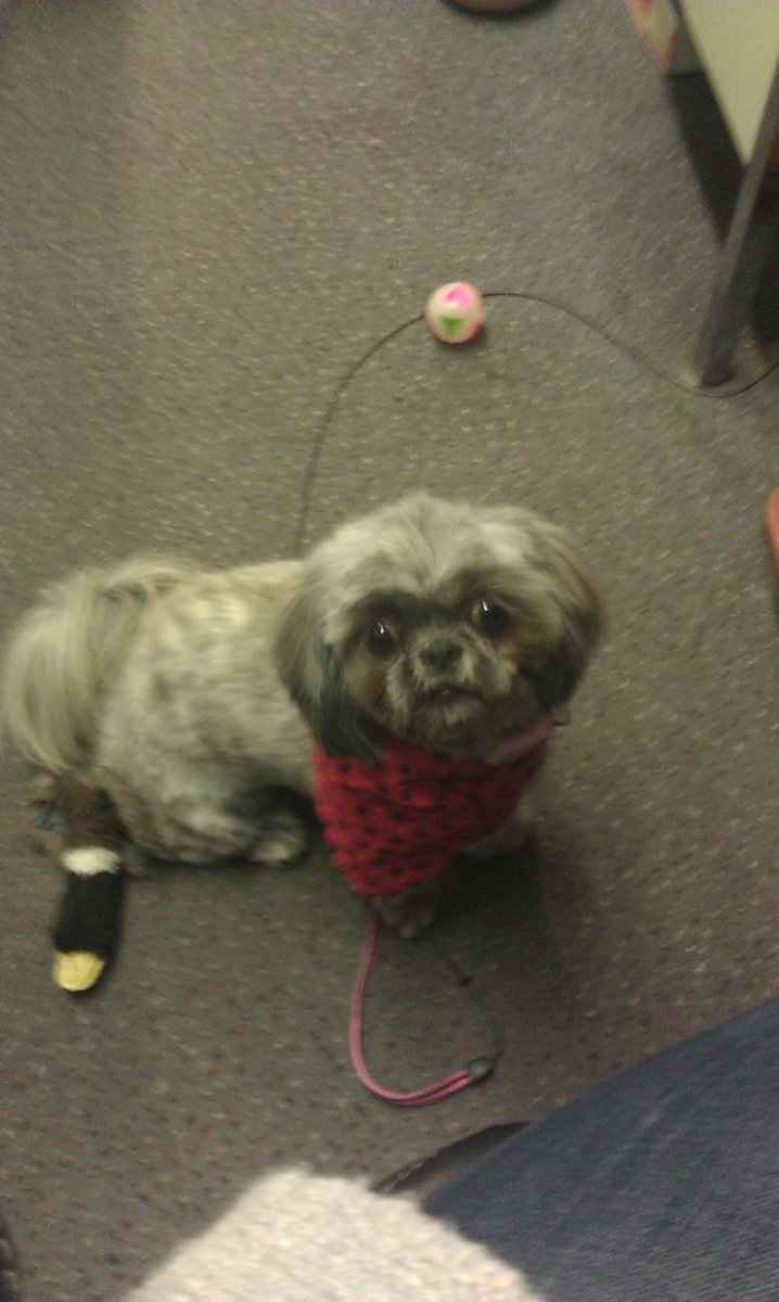 Furbabies then and now