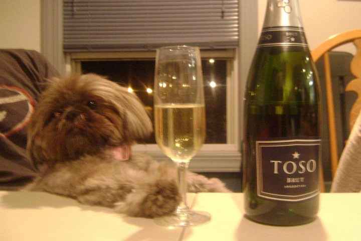 Lets see those puppies that we share with our FHs!