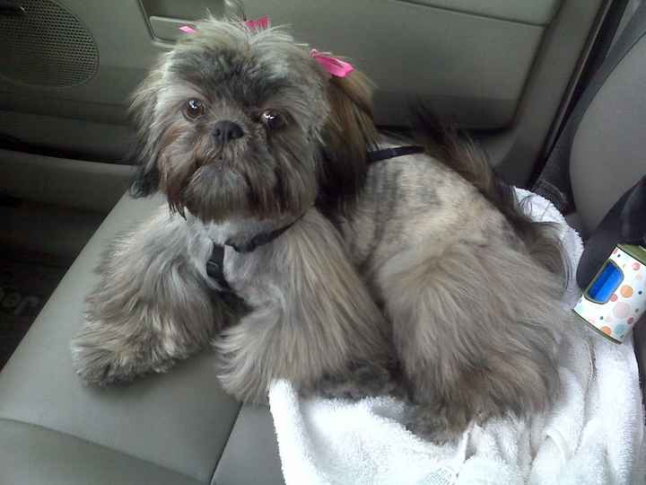 Lets see those puppies that we share with our FHs!