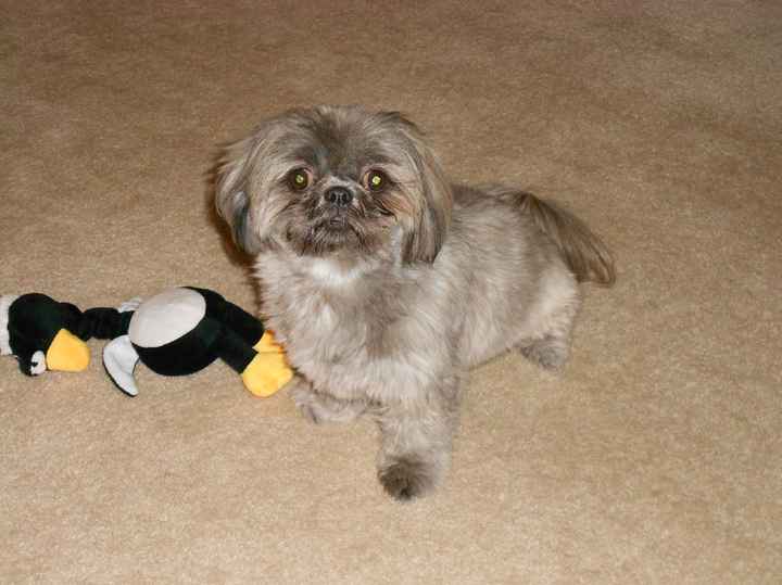 Keeping my mind of my wedding...Show me your dog:)!!**Pics