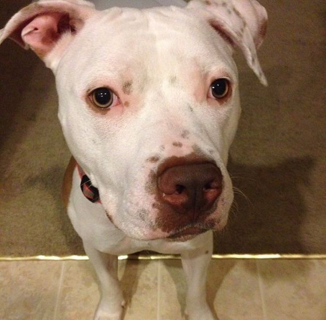 NWR - pitbulls and landlords